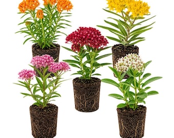 Milkweed Plants for Butterfly Gardens, Easy-Care Cottage Flowers (4 Inch Tall)