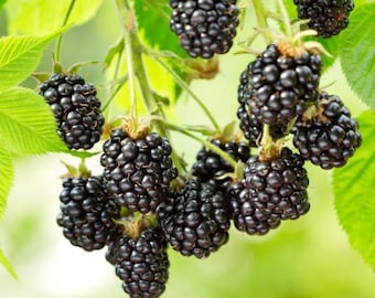 2 Triple Crown Blackberry Plants | High-Yielding, Sweet, and Juicy Fruit | Ideal for Garden & Orchard