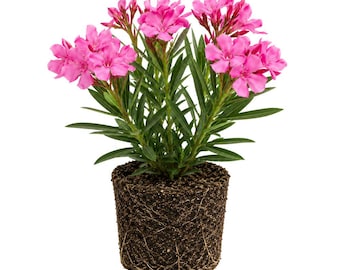 Pink Oleander for Planting, Tropical Flower Garden Plant, Easy Outdoor Growing (4 Inch)