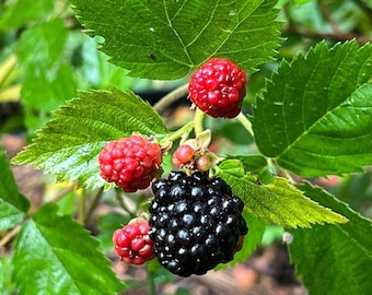 Blackberry Plant Live, 4-6 Inch Tall Fruit Bush for Home Patio