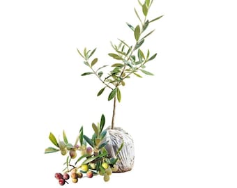 Arbequina Olive Plant, 4-6 Inch Tall, Live Tree for Patio, Balcony