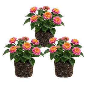 May include: Three potted lantana plants with vibrant clusters of orange and pink flowers. The plants have green leaves and are set in dark brown, soil-filled pots. The background is plain white.