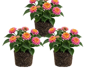 Set of 2 Deep Pink Lantana Plants, Live Flowering Garden Plants, Beginner Friendly Outdoor Plant Gift (4 Inch)