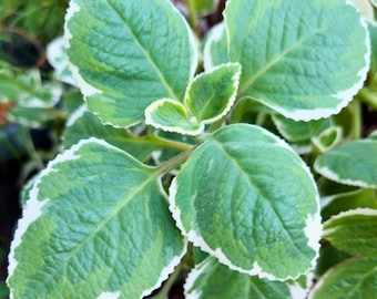 Variegated Cuban Oregano Plant Set, Aromatic Culinary Herb