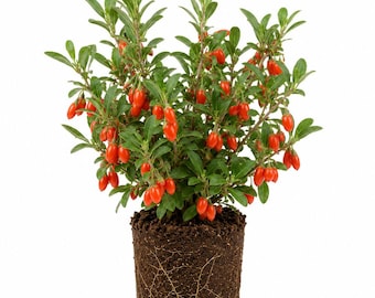 Goji Berry for Planting, Easy Backyard Fruit Garden, Plant Lover Gift (4 Inch Tall)