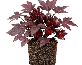 Cranberry Hibiscus Seeds for Planting, Colorful Edible Garden Plant (4 Inch)