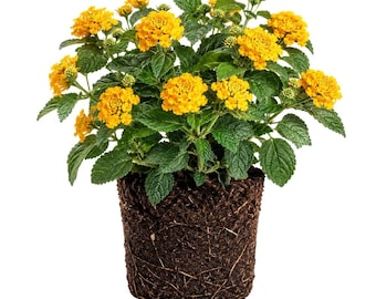 Set of 2 Lantana Chapel Hill Gold Plants, Live Flowering Garden Plants (4 Inch)