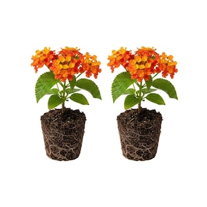 May include: Two potted lantana plants with vibrant orange and yellow flower clusters. The plants have green leaves and are set in soil, showcasing their root systems. The background is plain white.