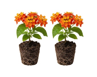 Set of 2 Lantana Bright Orange Plant Live, Flowering Shrubs for Garden or Patio, 4-6 Inch Tall