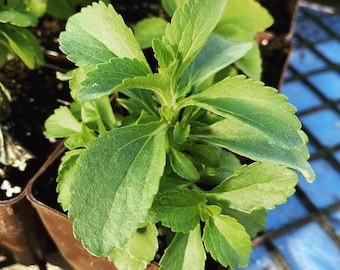 2 Stevia Live Plants, 4–6″ Tall, Stevia rebaudiana, Sweet Leaf Herb for Garden & Containers