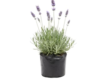 Goodwin Creek Lavender Plants - Pack 3 - Lavandula angustifolia - Hardy Fragrant Perennial