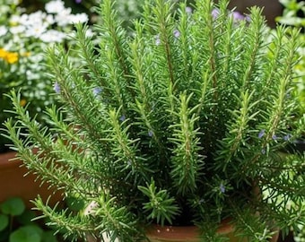 3 REX Rosemary Plants 4–6″, Aromatic Culinary Herb, Easy Care, Indoor Outdoor Growing
