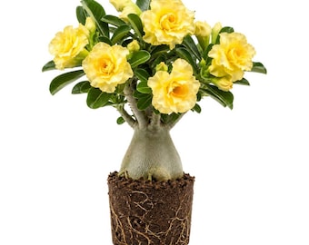 Double Yellow Desert Rose Live Plant, Adenium Flowering Plant, Easy Care (4 Inch)