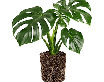 Monstera Deliciosa Starter Plant 4-6 Inch Tall, Live Indoor Houseplant, Beginner Friendly Plant Gift