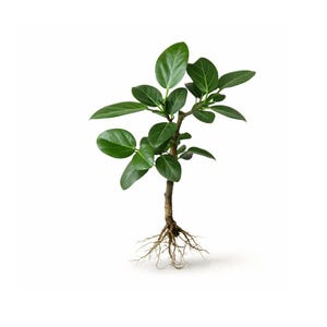 May include: A small, green plant with oval leaves and a brown stem. The plant's roots are visible, extending downwards. The background is plain white, highlighting the plant's natural form. The plant is a small tree.