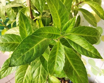 2 Longevity Spinach Live Plants, Gynura procumbens, Easy Grow Tropical Leafy Plant