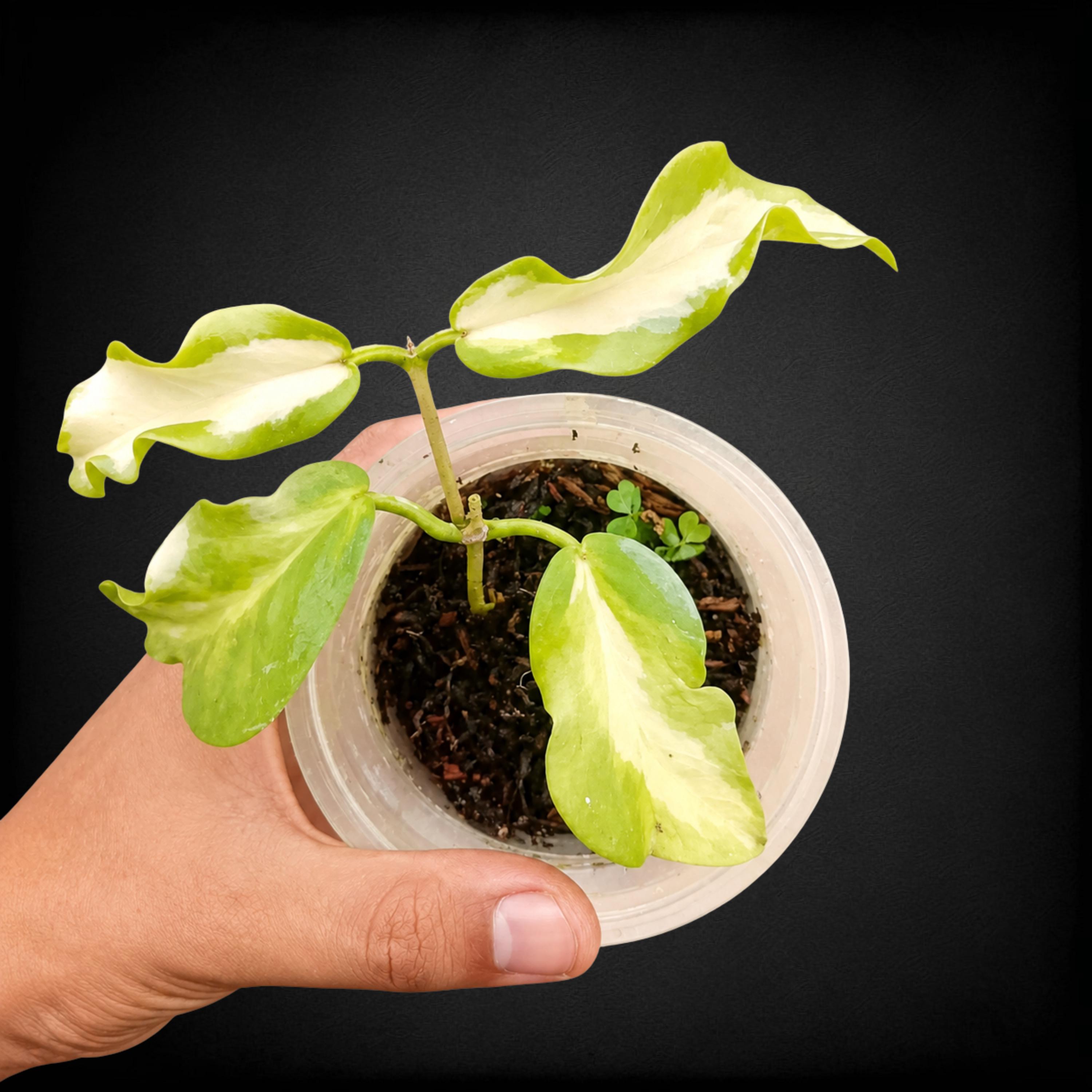 Hoya Kenejiana Variegated - Etsy