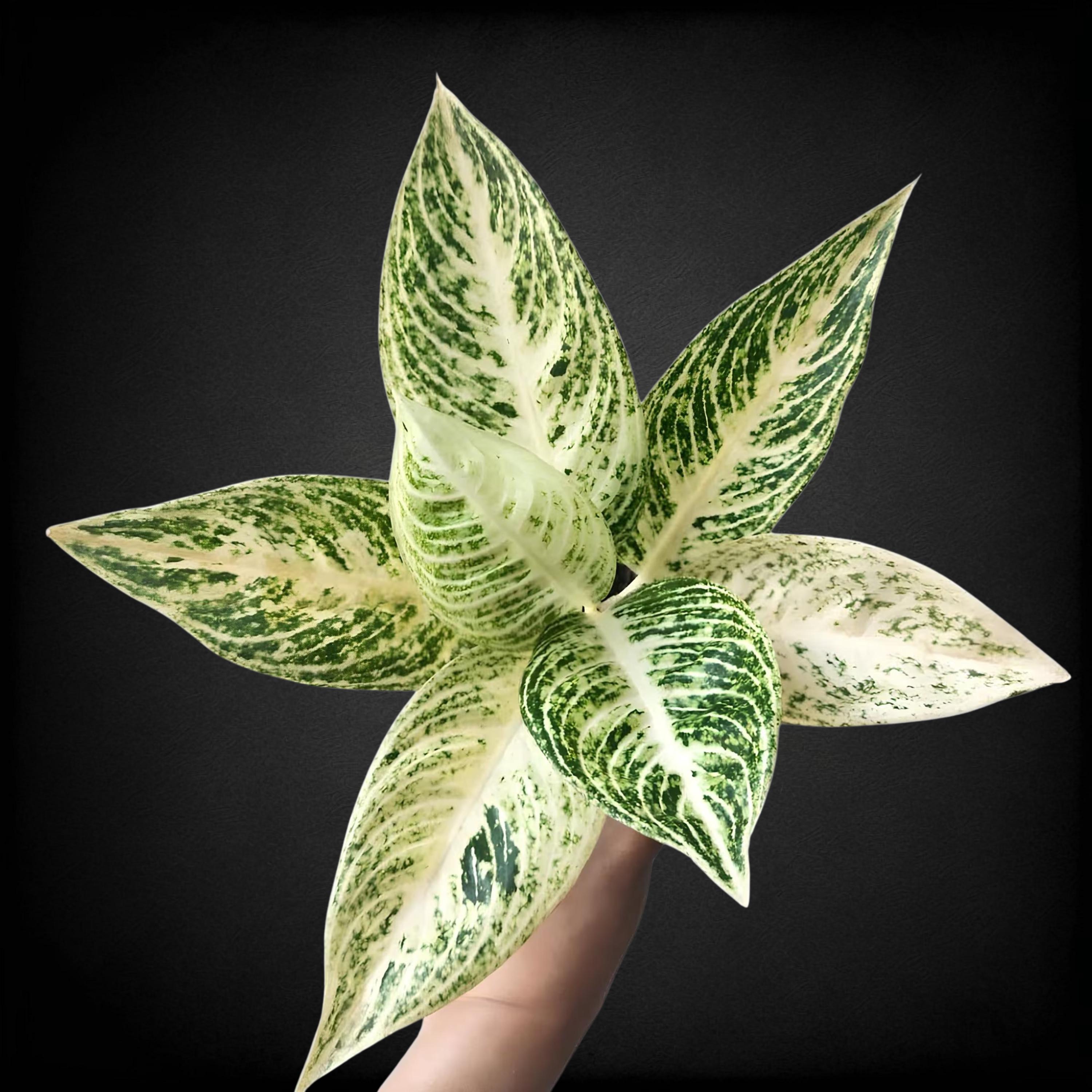 Monstera legacy - Etsy 日本