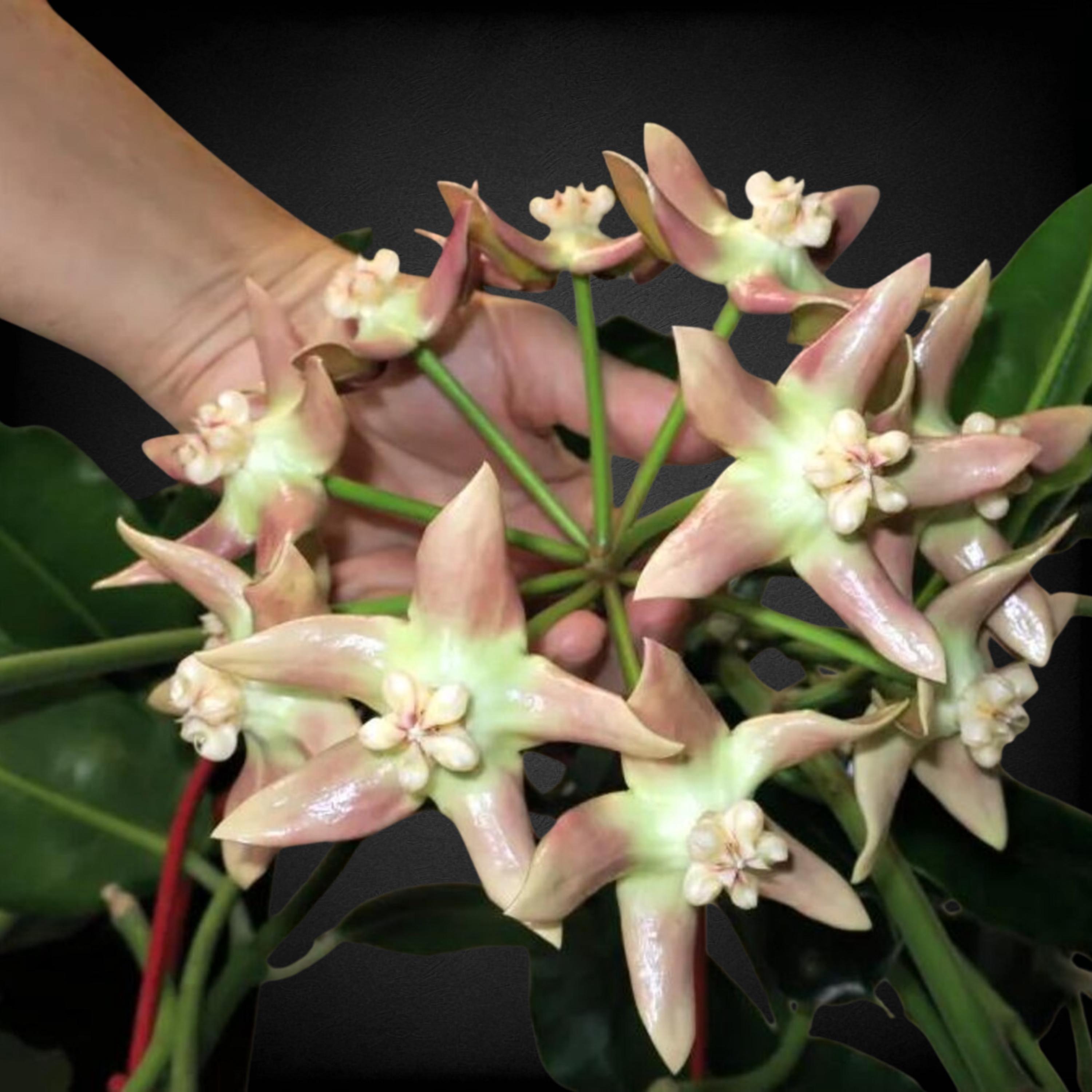 Hoya imperialis - Etsy 日本