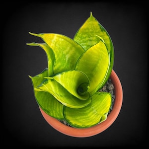 Puede incluir: Vista superior de una planta de serpiente en una maceta de terracota. Las hojas de la planta son de un verde vibrante con bordes amarillos y se curvan hacia adentro, creando un efecto de espiral. La maceta está sobre un fondo oscuro.
