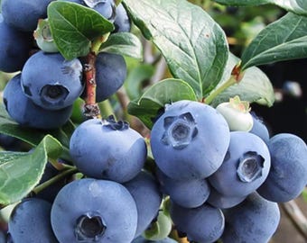 Climax Blueberry, 1-Gallon Live Fruit Plant