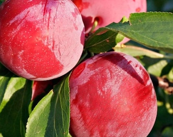 AU Rosa Plum Tree, 5-Gallon Live Plant