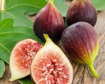 Brown Turkey Fig Tree, Live Fruit Plant ( 1 - 2.25galon )