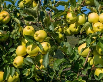 Gibson Golden Apple Tree, 1-Gallon Live Plant