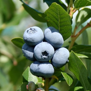 May include: Close-up of a cluster of ripe blueberries, showcasing their deep blue color and textured skin. The berries are attached to a green stem with vibrant green leaves, creating a natural and fresh composition.