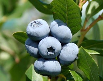 Brightwell Blueberry, 1-Gallon Live Fruit Plant