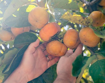 Fuyu Jiro Persimmon, 5-Gallon Live Plant