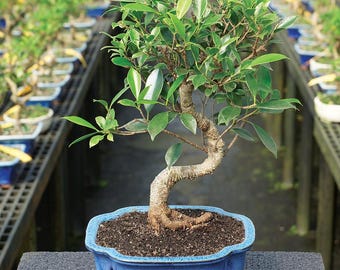 Golden Gate Ficus, 8-in Indoor Bonsai Feature