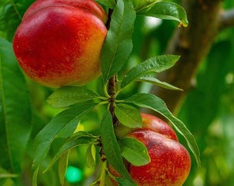 Sun Raycer Nectarine, 5-Gallon Fruit Tree
