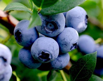 Legacy Blueberry, 1-Gallon Live Fruit Plant