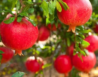 Live Pomegranate Plant, 5-Gallon, Tangy-Sweet Fruit, Vigorous Grower