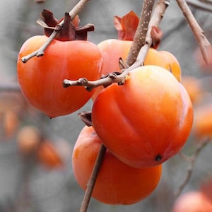 May include: Close-up of ripe persimmons on a tree branch. The fruit is a vibrant orange color with a smooth, glossy skin. The branches are brown, and the background is a soft, blurred gray.
