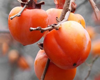 Hachiya Persimmon Tree, 5-Gallon Live Plant