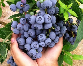 Austin Blueberry, (1 & 5 Gallon) Live Fruit Plant