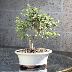 Chinese Elm Tree, Live Bonsai Feature