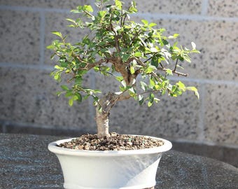 Chinese Elm Tree, Live Bonsai Feature