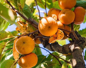 Imoto Fuyu Persimmon, 5-Gallon Live Plant