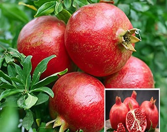 Pomegranate Fruit Tree, Ruby-Red Arils, Edible Landscape Plant in 1-Gallon Grower Pot