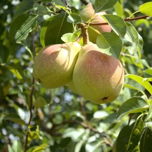 Kieffer Pear Tree, 1-Gallon Live Plant