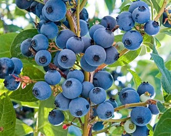 Alapaha Rabbiteye Blueberry, 1-Gallon Live Plant