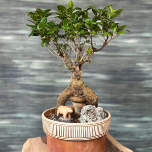 May include: A bonsai tree with vibrant green leaves and a textured trunk is potted in a decorative ceramic pot. A small, tan bear figurine and a rock are placed at the base of the tree, adding a touch of whimsy to the miniature landscape.