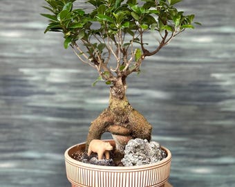 Ginseng Grafted Ficus, 1-Gallon Live Bonsai Feature
