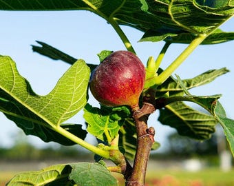 Texas Everbearing Fig, Live Sweet Fruit Plant