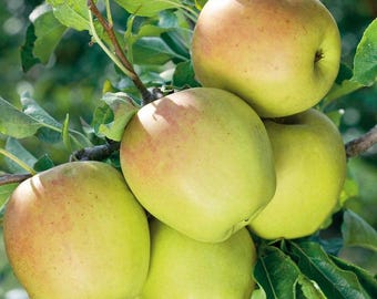 Golden Dorsett Apple Tree, 1-Gallon Live Plant