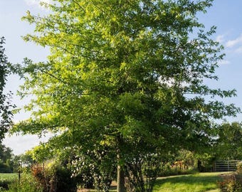 Live Oak Tree, 5-Gallon Live Evergreen Shade