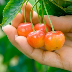 May include: A close-up of a hand holding several ripe cherries. The cherries are a vibrant mix of red and yellow, with green stems. The background is a soft green, suggesting a natural outdoor setting.